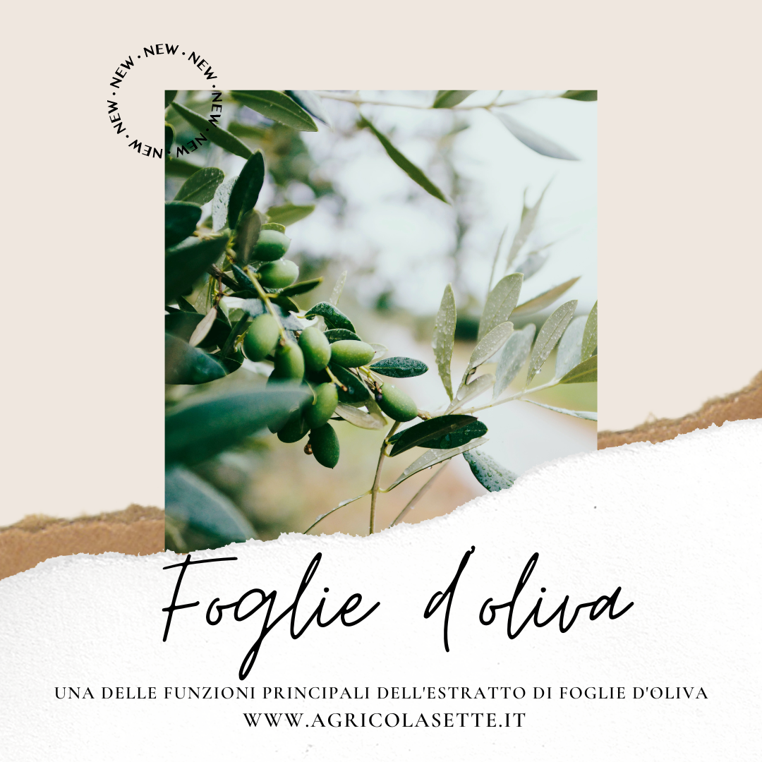 Foglie d'oliva
